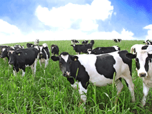 koeien moeten het veld ruimen voor grondspeculatie
